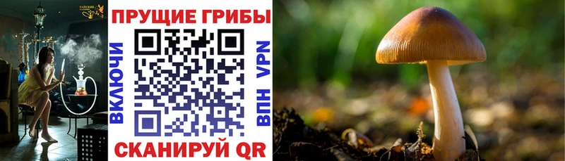 Псилоцибиновые грибы GOLDEN TEACHER  закладки  Дрезна 